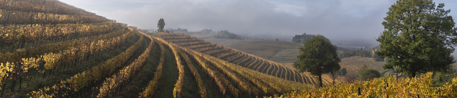 Fabrice Gallina Vigne nei Colli Orientali